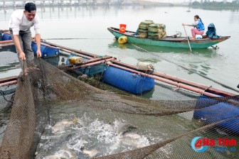 Hơn 10.000 con cá chẽm đợi Tết, dân nuôi lồng bè tính thu lợi lớn
