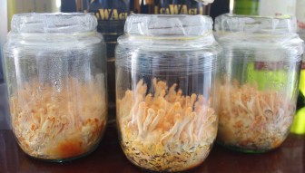 Thành công nuôi trồng nấm đông trùng hạ thảo