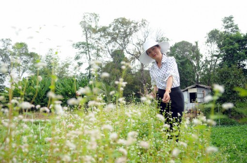 Ngỡ ngàng hoa tam giác mạch ở Hà Giang khoe sắc tại Sài Gòn