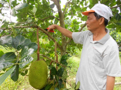 Giá mít Thái tăng cao ngất ngưởng, bán 1kg nông dân lời 30.000 đồng