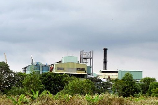 Nhà máy chậm thu mua, hàng nghìn ha mía sắp thành củi khô
