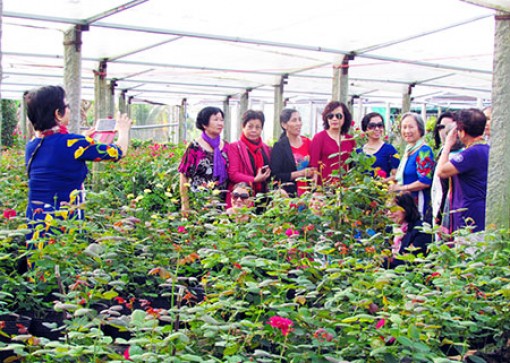 Rực rỡ sắc hoa ngày tết