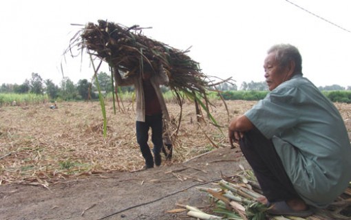 Giá mía đột ngột rớt thảm còn 100.000 đồng/tấn, nông dân mất Tết