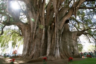 Kỳ lạ những điểm du lịch hút khách đến thăm chỉ vì… 1 cái cây