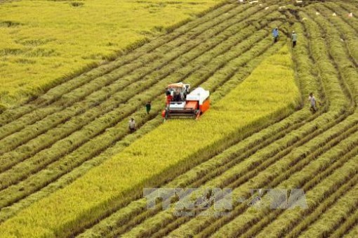 Trà Vinh giải ngân gần 19 tỷ đồng hỗ trợ tái cơ cấu ngành nông nghiệp