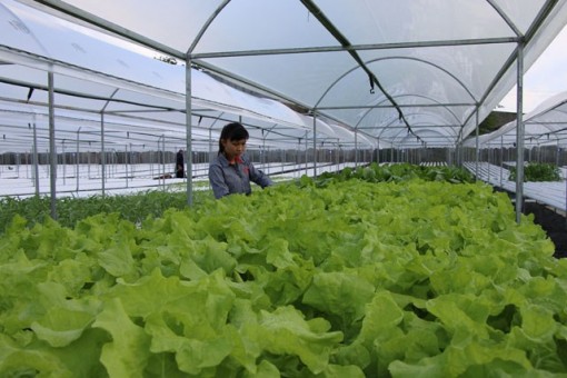 Vườn rau thủy canh xanh không vết giá bạc tỷ của chàng trai Đồng Tháp
