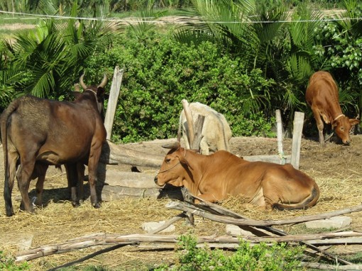 Nuôi bò độc đáo ở Bến Tre: Vừa bán bò thịt, bê giống lại bán được cả phân
