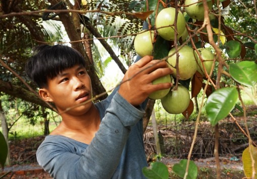 Liên kết vườn nhãn, măng cụt, chôm chôm, làm hay khách tự kéo tới