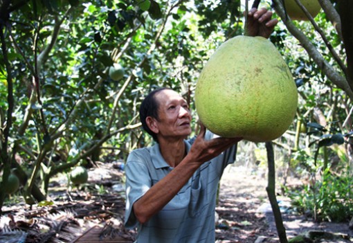 Bưởi khổng lồ 8 kg, giá một triệu đồng mỗi trái ở miền Tây