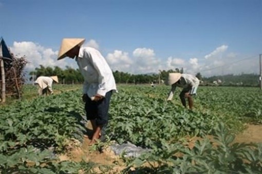 Ly nông và tha hương