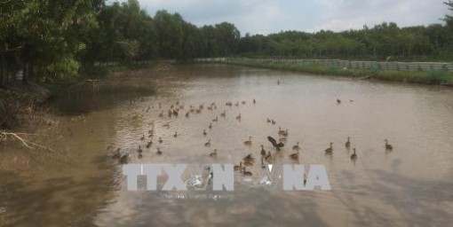 Nuôi le le tại Bạc Liêu, mỗi năm lãi gần 1 tỷ đồng