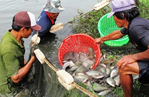 Trở lại vùng đặc sản khô bổi Cà Mau