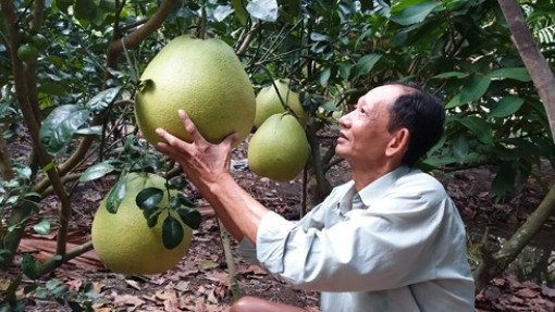 Bưởi Thúng chưng Tết nặng 10 kg giá 1 triệu đồng mỗi quả