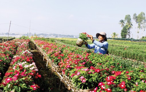 Làng hoa sẵn sàng mang xuân xuống phố