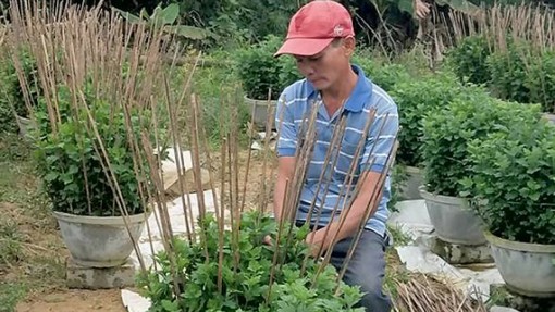 Thời tiết thất thường, người trồng hoa khổ