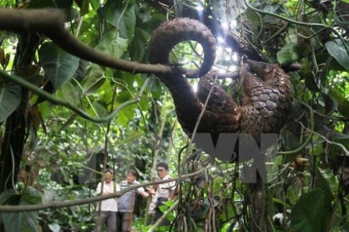 Thu hồi giấy chứng nhận đăng ký gây nuôi động vật hoang dã