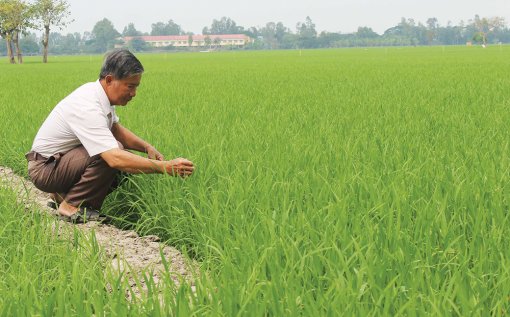 Lợi ích từ việc mở đồng đón phù sa