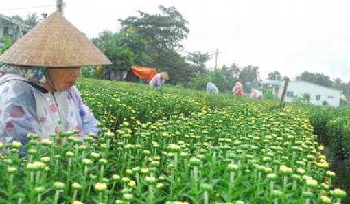 Mưa trái mùa "làm khó" hoa tết