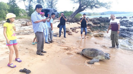 Kiên Giang: Vận động người dân giao 4 rùa biển thả về đại dương