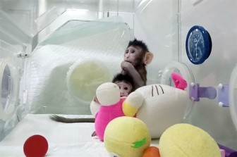 Báo Anh: Trung Quốc nhân bản thành công khỉ
