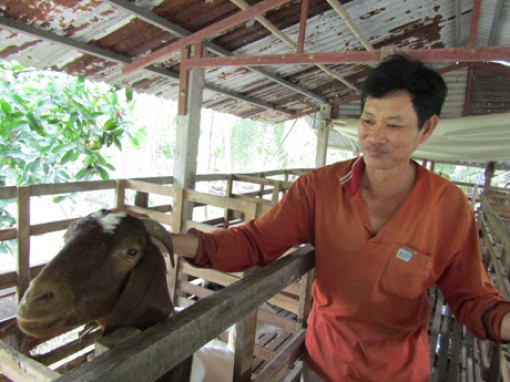"Kiện tướng" nuôi dê, lời cả trăm triệu đồng từ đàn be be