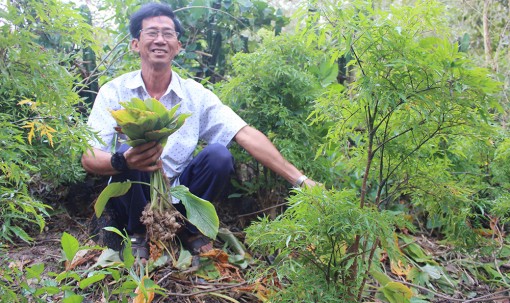 Cây ngải vùng Bảy Núi