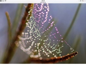 Phương pháp mới kiểm soát bệnh tiểu đường lấy ý tưởng từ mạng nhện