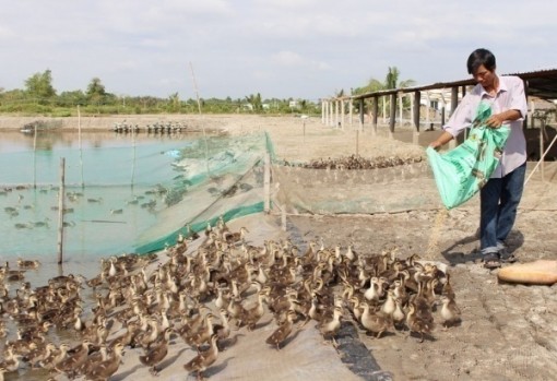 Long An: Nông dân lãi nửa tỷ đồng mỗi năm từ nuôi vịt trời