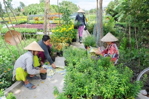 Nhộn nhịp hoa kiểng ĐBSCL