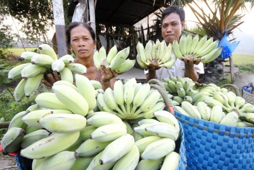 An Giang: Hỗ trợ doanh nghiệp đầu tư nông nghiệp công nghệ cao