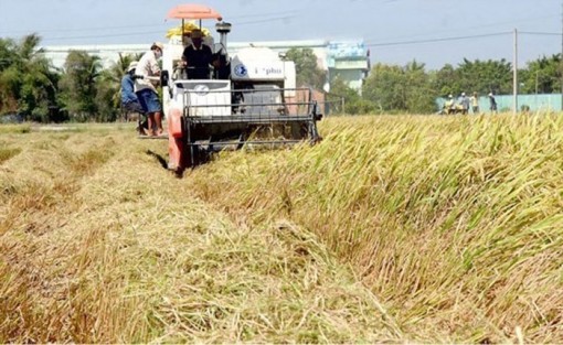 Xuất khẩu gạo và cao su tăng mạnh