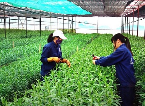 Nhật Bản hỗ trợ dự án phát triển nông nghiệp hữu cơ tại tỉnh Bến Tre