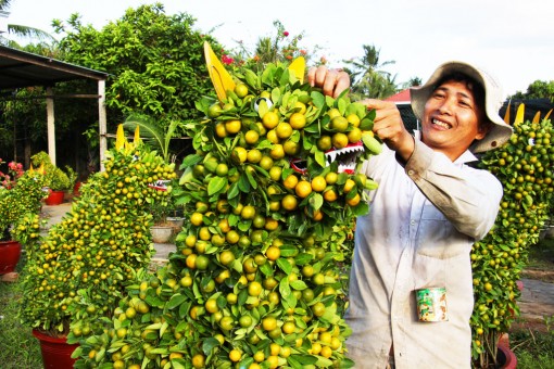 Cây trái bán Tết: Săn lùng bưởi to đùng, tắc khổng lồ hình chó