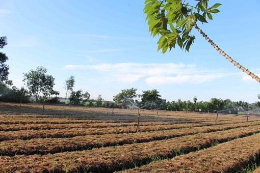 Nỗ lực của ngành nông nghiệp