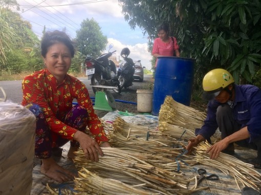 Sen Tân Thạnh mùa tết