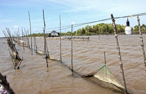 Cà Mau xử lý nghiêm vụ lãnh đạo xã "mở cửa" cho dân phá rừng nuôi sò