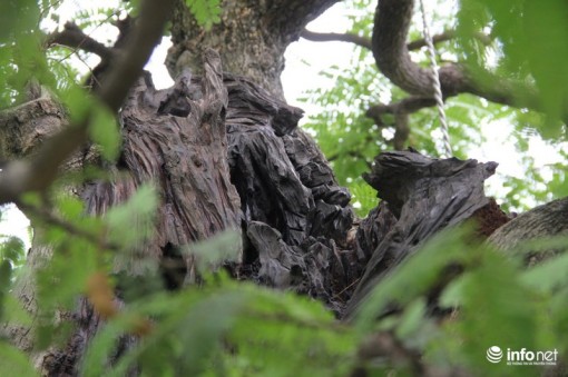 TP. HCM: Cận cảnh cây me hơn 100 tuổi được rao bán với giá 3,5 tỷ