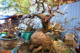 Mai bonsai cổ thụ giá bạc triệu ùn ùn xuống phố tìm đại gia dịp Tết