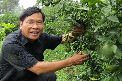 Tỷ phú quýt đường đất Lai Vung