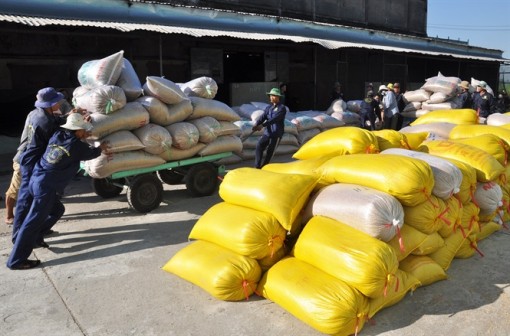 ĐBSCL: Hơn 120.000 ha lúa ĐX thu hoạch sớm