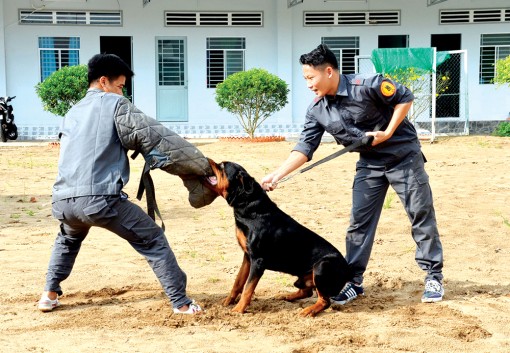 Công phu nghề luyện khuyển
