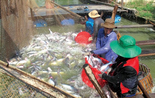 Đa dạng hóa thị trường, ngành cá tra “về đích” ngoạn mục