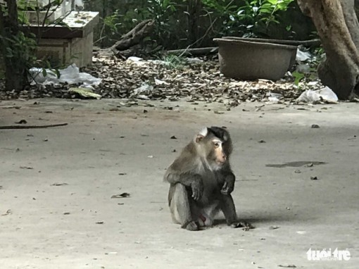 Tiền Giang: Chú khỉ đuôi lợn kiểm lâm trị không nổi bị chó cắn chết