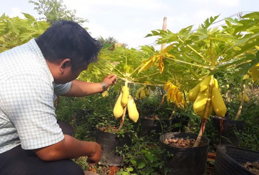 'Hốt bạc' nhờ đu đủ vàng
