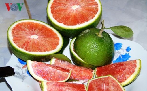 Cam ruột đỏ - cây tiềm năng giúp nông dân Đồng Tháp làm giàu