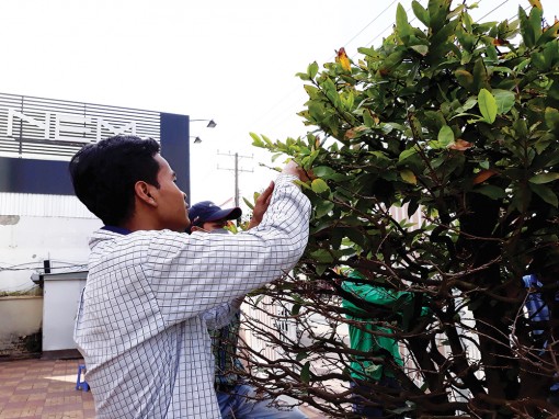 Sinh viên làm thêm mùa Tết