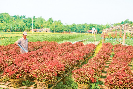 Tạo đột phá để nông nghiệp Cần Thơ phát triển