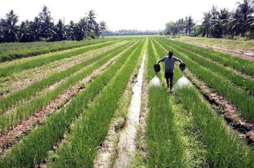 Nông dân Trà Vinh được mùa, trúng giá vụ Tết