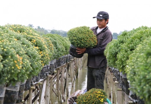 Người trồng hoa chạy đua với thời tiết