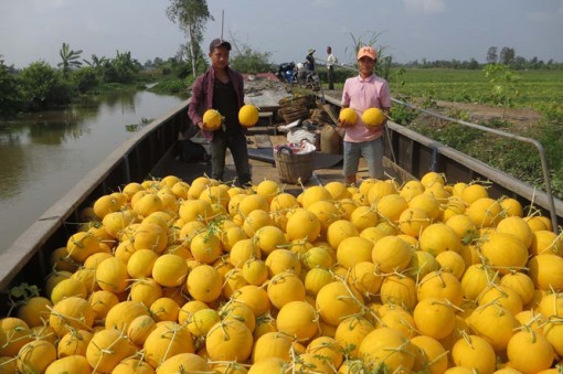 Nông dân Vĩnh Long trúng mùa dưa hấu tết